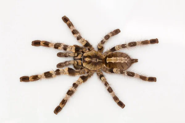 Fán Élő Tarantula Poecilotheria Tigrinawesseli Kelet Ghat India — Stock Fotó