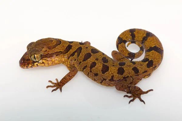 Bulutlu Zemin Gecko Cyrtodactylus Nebulosus Chhattisgarh India — Stok fotoğraf