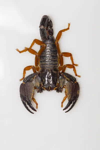 Velké Norujících Scorpion Rodu Heterometrus Kanger Ghati Národní Park Bastar — Stock fotografie