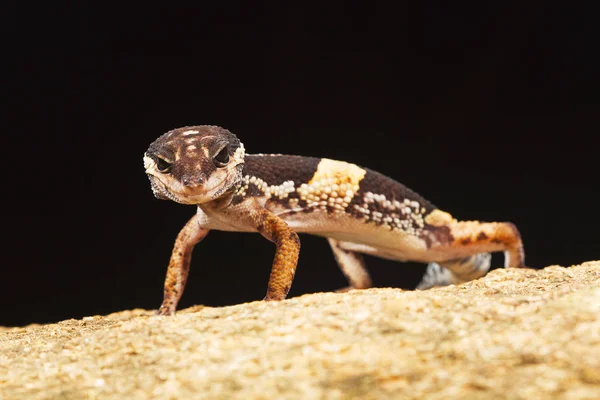 East Indian Leopard Gecko Eublepharis Hardwickii Inglés Ghats Orientales Vaizag —  Fotos de Stock