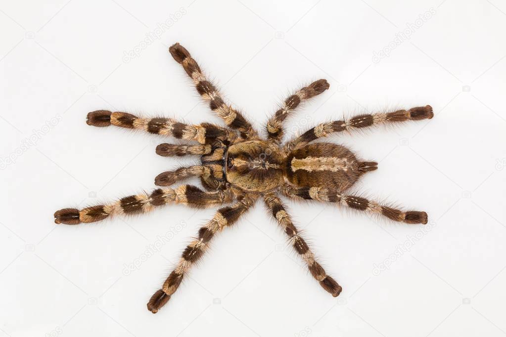 Arboreal tarantula, Poecilotheria tigrinawesseli from Eastern Ghats, India