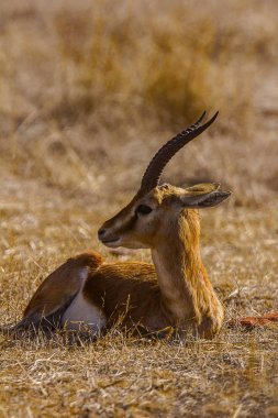 Chinkara, Gazella bennettii veya Hint ceylan