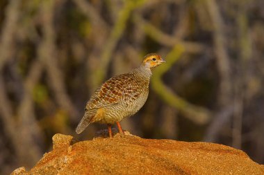 Gri Turaç, Francolinus pondicerianus
