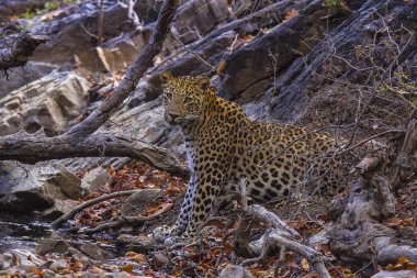Hint leopar, Panthera pardus fusca. Ranthambhore Tiger rezerv