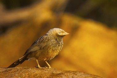 Büyük gri yedikardeşi, Turdoides malcolmi