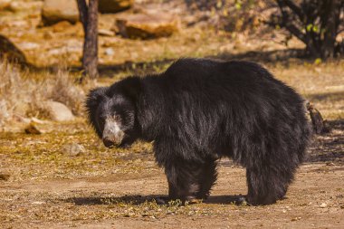 Tembel ayı, Melursus Ursinus. Daroji ayı kutsal alan, Ballari bölgesi, İstanbul