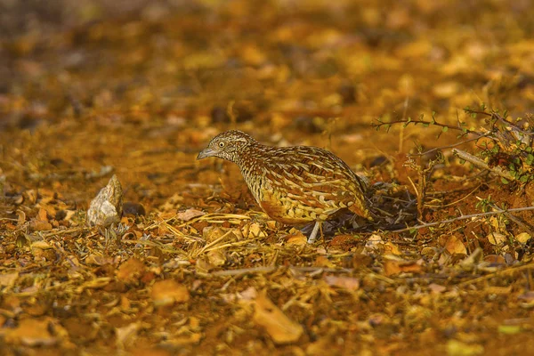 Barred Button Quail or Common bustard-quail — Stock Photo, Image