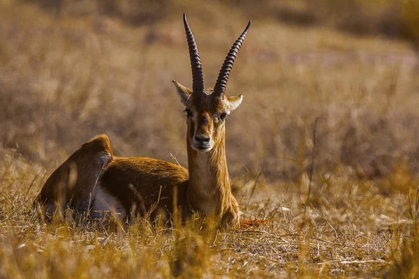 Gazella bennettii o Chinkara disparo en la cabeza — Foto de Stock