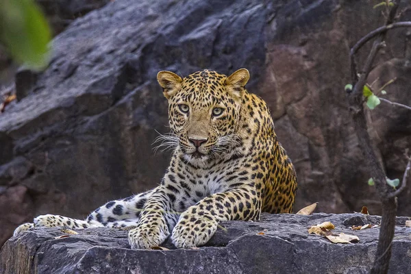 Indický levhart, Panthera pardus fusca. Ranthambhore Tiger rezerva — Stock fotografie