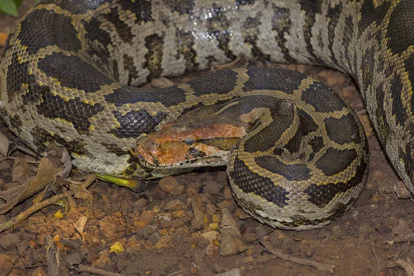 Indiase Rock Python, Python molurus — Stockfoto