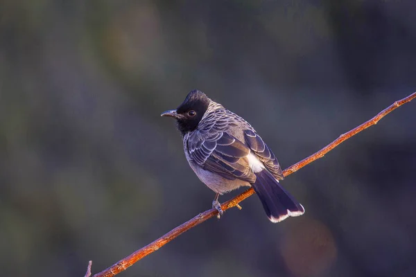 Kırmızı Bacalı Bulbul, Pycnonotus cafer — Stok fotoğraf