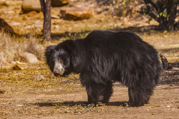 Tembel ayı, Melursus Ursinus. Daroji ayı kutsal alan, Ballari bölgesi, İstanbul