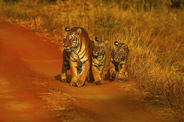 Tiger, Panthera tigris. Hirdinala female with cubs. Tadoba Tiger Reserve, Chandrapur district — Stock Photo, Image