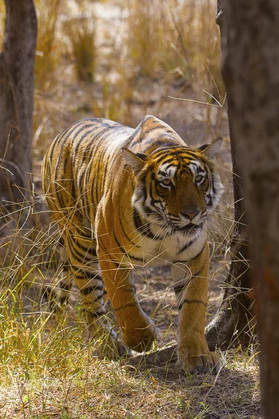Tiger, Panthera tigris. Pfeilspitze, Rantambhore Tigerreservat, Rajasthan — Stockfoto