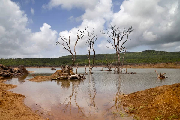 湖中贫瘠的树木 — 图库照片