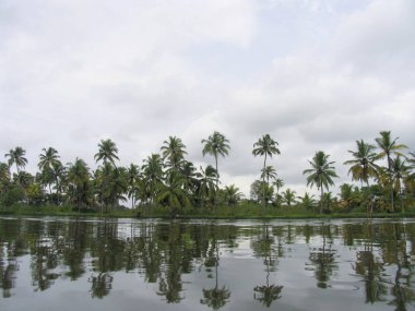 Ev ve palmiye ağaçları, Kerala 'nın arka suları. Hindistan