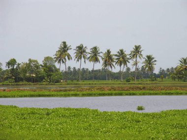 Peyzaj Tagari, Kerala, Hindistan