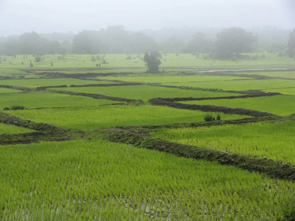 Ladang Padi Segera Setelah Budidaya Maharashtra India — Stok Foto