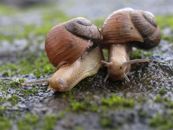 Δύο Κήπος Σαλιγκάρια Helix Aspersa — Φωτογραφία Αρχείου