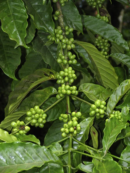 Coffee Beans Eastern Kerala India — Stock Photo, Image