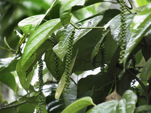 Piper Nigrum Pepper Família Piperaceae Alpinista Perene Kerala Índia — Fotografia de Stock