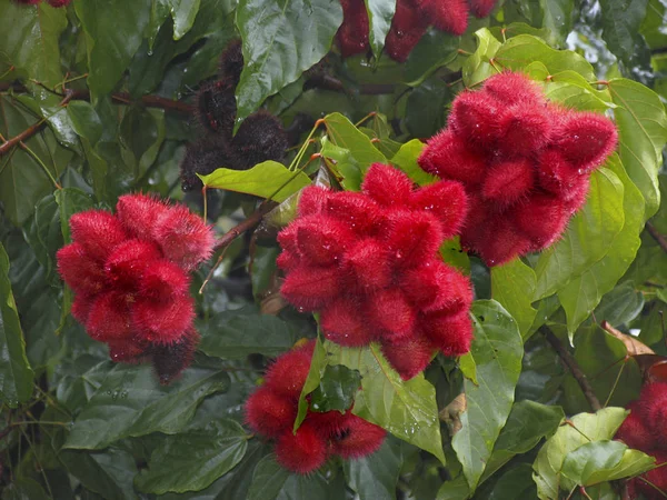 Red Rambutan Fruits Kerala India — Stock Photo, Image
