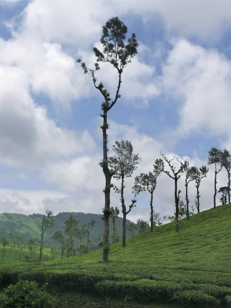 Tea Estate Nelliyampathy Hill Palakkad Kerala India — Foto Stock