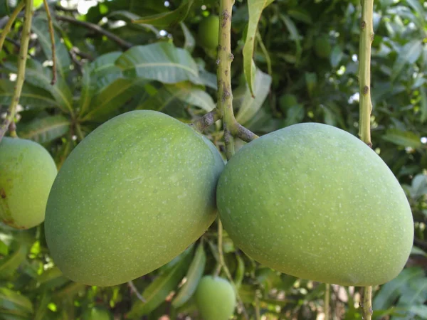 Grüne Mangos Hängen Baum Maharashtra Indien — Stockfoto