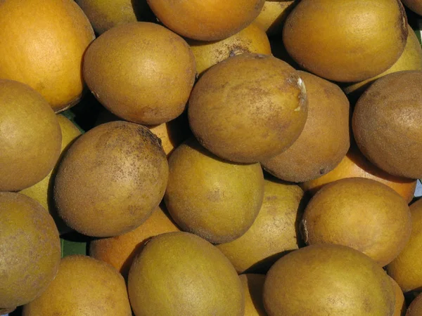 Close Chikoos Fruta Sapodilla Manilkara Zapota Uma Árvore Perene Duradoura — Fotografia de Stock