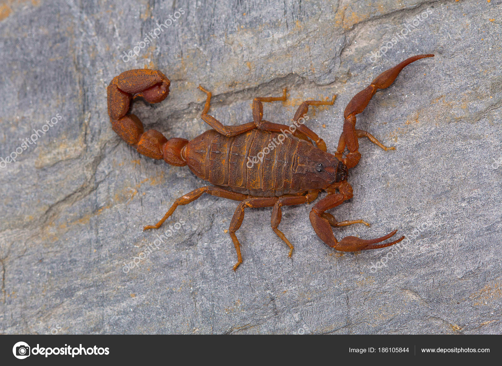 Osmir dostini sorib oldi