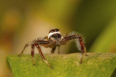 Erkek örümcek Telamonia dimidiata, yakın çekim atlama