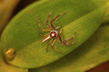 Erkek örümcek Telamonia dimidiata, yakın çekim atlama