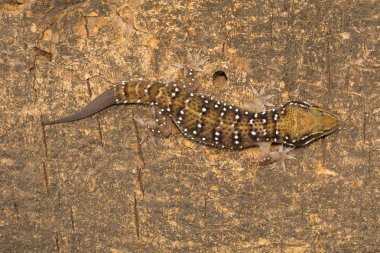 Termit tepenin kertenkeleler onların patolojisi üzerinde farklı gruplar ayı oldukça büyük kertenkeleler vardır. Yaygın ve termit höyükler çevresinde bulunan