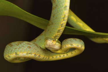 Bambu çukur engerek beyaz gramineus. Visakhapatnam, Andhra Pradesh, Hindistan