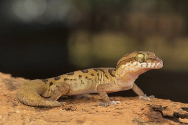 Bulutlu zemin gecko, Cyrtodactylus nebulosus. Visakhapatnam, Andhra Pradesh, Hindistan