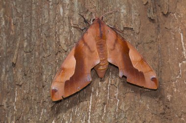 Kanger Ghati Milli Parkı, Bastar District, Chhattisgarh ormanlarda bulunan büyük bir Hawk güve