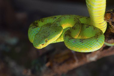 Bambu çukur engerek, beyaz gramineus Kanger Ghati Milli Parkı, Bastar District, Chhattisgarh üzerinden