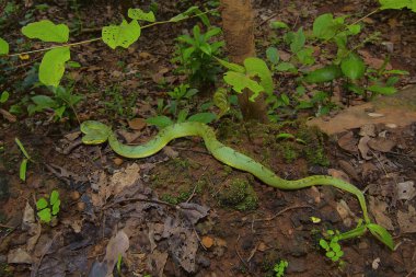Bambu çukur engerek, beyaz gramineus Kanger Ghati Milli Parkı, Bastar District, Chhattisgarh üzerinden