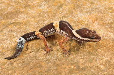 Doğu Hint leopar gecko, Eublepharis hardwickii. Vaizag, Andhra Pradesh, Hindistan doğu Ghats