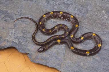 Barred wolf snake, Lycodon striatus from Kaas plateau, Satara district, Maharashtra clipart