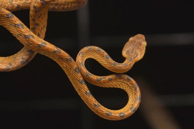 Beddome'nın kedi yılan, Boiga beddomei. Pune bölge, Maharashtra, Hindistan