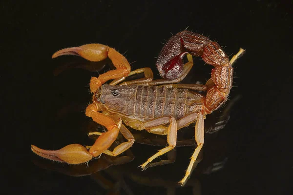 Yağlı Kuyruklu Bir Akrep Hottentotta Dorsal Görünümü Goa Hindistan Akrepler — Stok fotoğraf