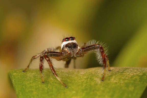 Male Jumping Spider Telamonia Dimidiata Close — Stock Photo, Image