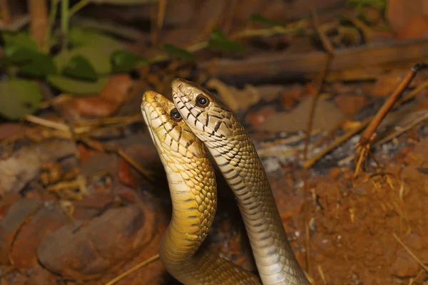 Két Hím Patkány Kígyó Ptyas Nyálkahártya Harcban Aarey Tej Colony — Stock Fotó