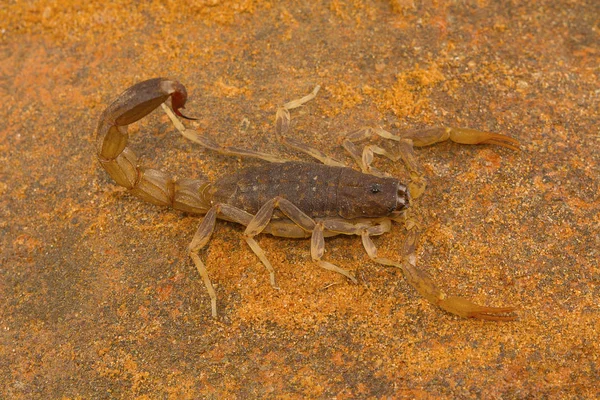 Tłuszczu Tailed Skorpion Rodzaj Lychas Pondicherry Tamilnadu Indie Również Znane — Zdjęcie stockowe