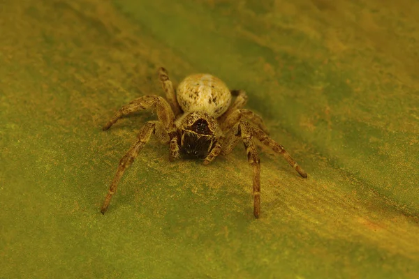 Araña Social Del Género Stegodyphus Que Vive Una Colonia Estas —  Fotos de Stock