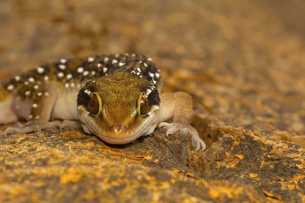 Les Geckos Des Collines Des Termites Sont Des Geckos Assez — Photo