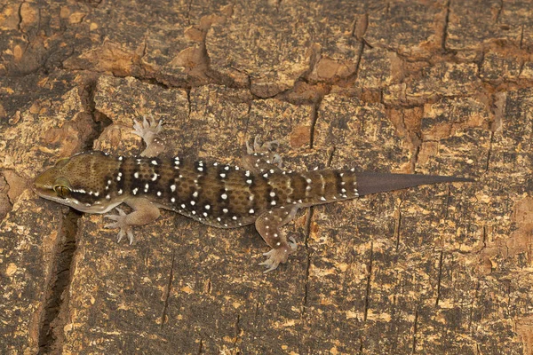 Termite Hill Geckos Fairly Large Geckos Which Bear Distinct Bands — Stock Photo, Image