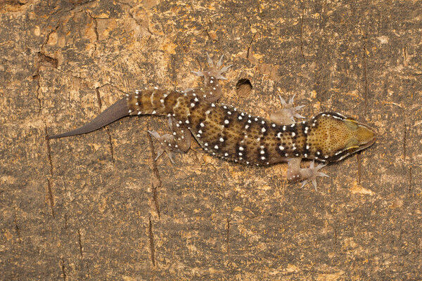 Termite hill geckos are fairly large geckos which bear distinct bands on their dorsum. Commonly found in and around termite mounds