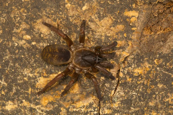 Αράχνη Καταπακτή Γένος Tigidia Του Πινέλου Footed Αράχνη Οικογένεια Barychelidae — Φωτογραφία Αρχείου